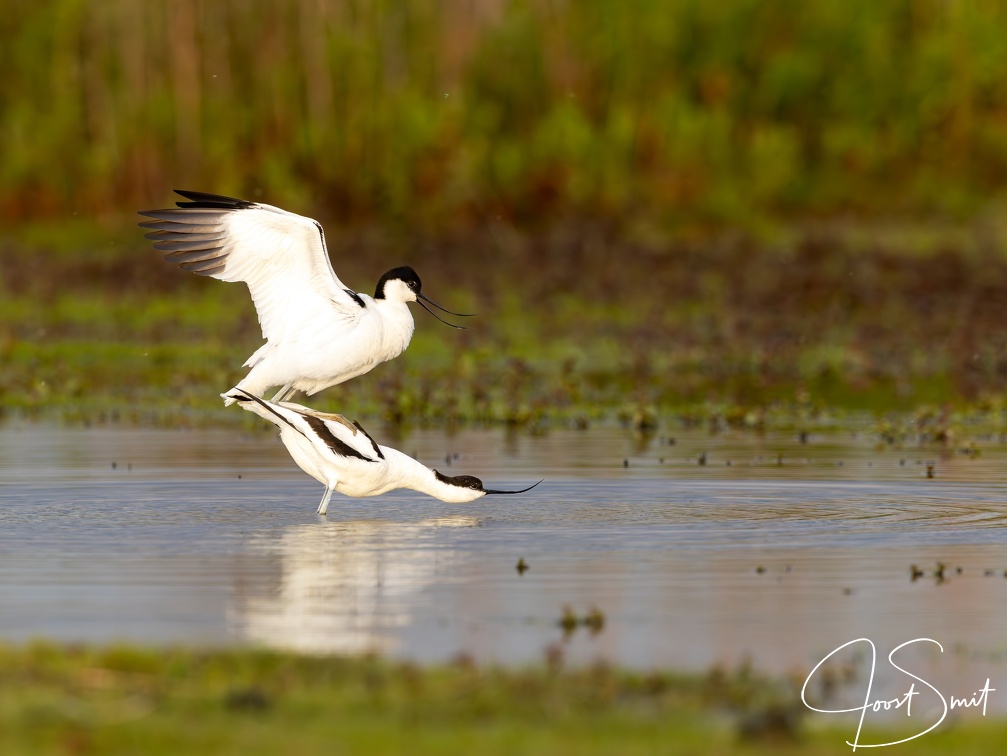 Kluut - Paringsritueel deel IV: de daad...
