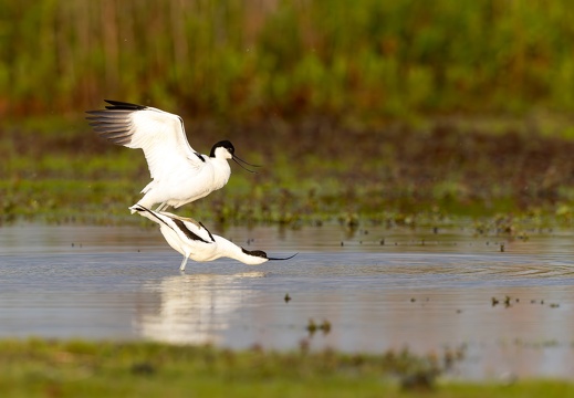 Kluut - Paringsritueel