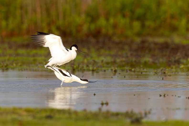 Avocet - Mating ritual part iV- the deed.jpg