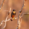 Bat falcon on a tree