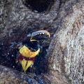 Chestnut-eared aracari shaking off water after a bath.jpg