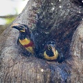 Chestnut-eared aracari taking a bath