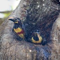Chestnut-eared aracari taking a bath.jpg