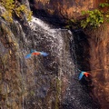 Red and green macaw descending on a waterfall.jpg