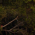 Red and green macaw in a green forest.jpg