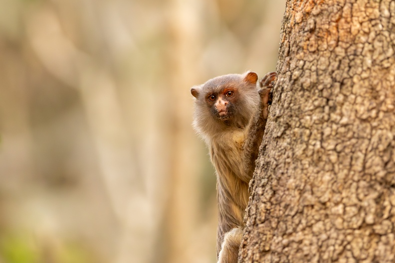 Black-tailed marmoset looking from behind a tree.jpg