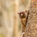 Black-tailed marmoset looking from behind a tree.jpg
