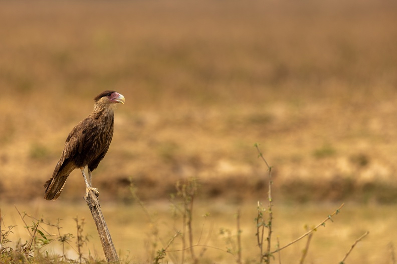 Crested caracara looking out over the field.jpg