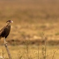 Crested caracara looking out over the field.jpg