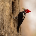 Crimson-crested woodpecker delivering food.jpg