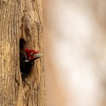 Crimson-crested woodpecker.jpg
