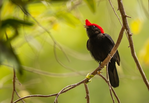 Helmeted manakin