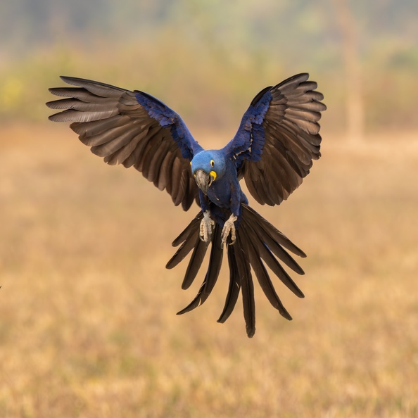 Hyacinth Macaw.jpg