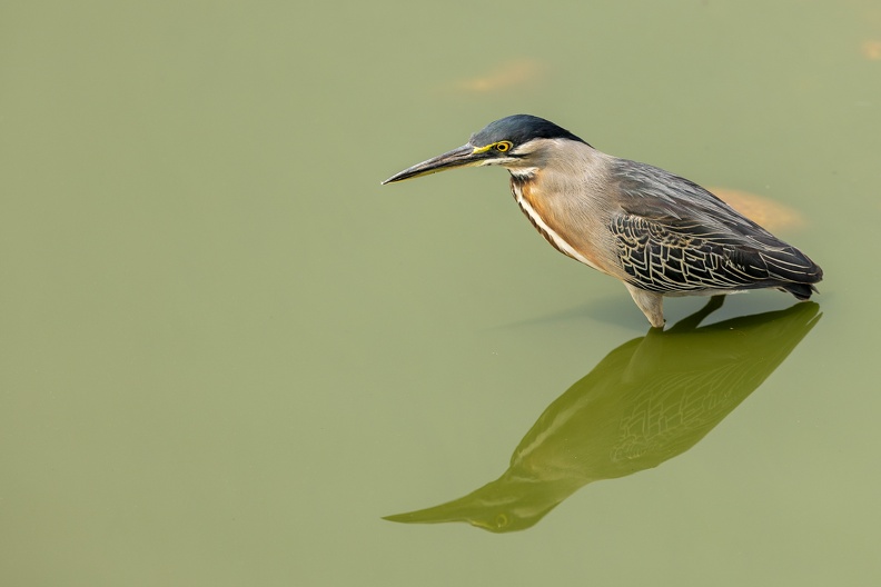 Striated Heron in a green pool.jpg
