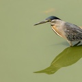 Striated Heron in a green pool.jpg