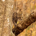 ocelot climbing a branch.jpg