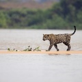 Jaguar crossing the river.jpg