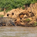 Jaguar hunting near the water's edge