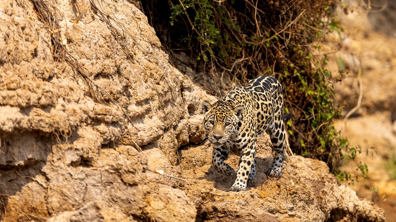 Jaguar hunting.jpg