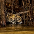 Jaguar in the mangroves