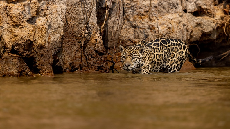 Jaguar in the water.jpg