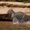 Jaguar running in the water.jpg