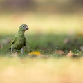 Yellow-chevroned Parakeet in the grass.jpg