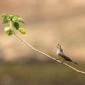 Tropical kingbird with Catch of the Day.jpg