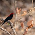 Helmeted manakin