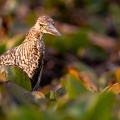 Juvenile Tiger heron