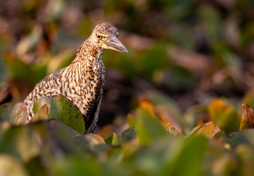 Juvenile Tiger heron