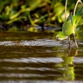 Monk parakeet drinking water.jpg