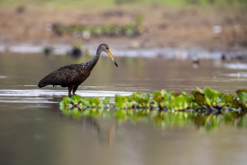 Limpkin.jpg
