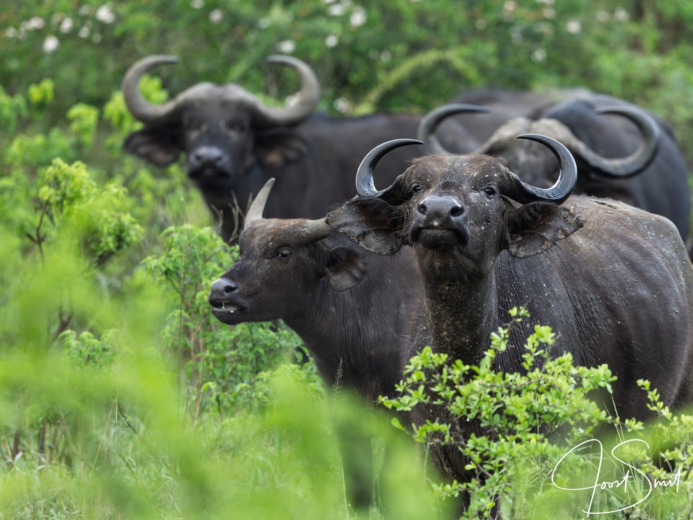 African Cape Buffalo