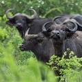 African Cape Buffalo