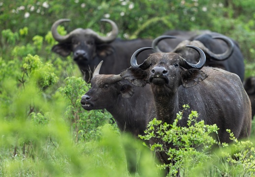 African Cape Buffalo