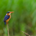 Malachite Kingfisher