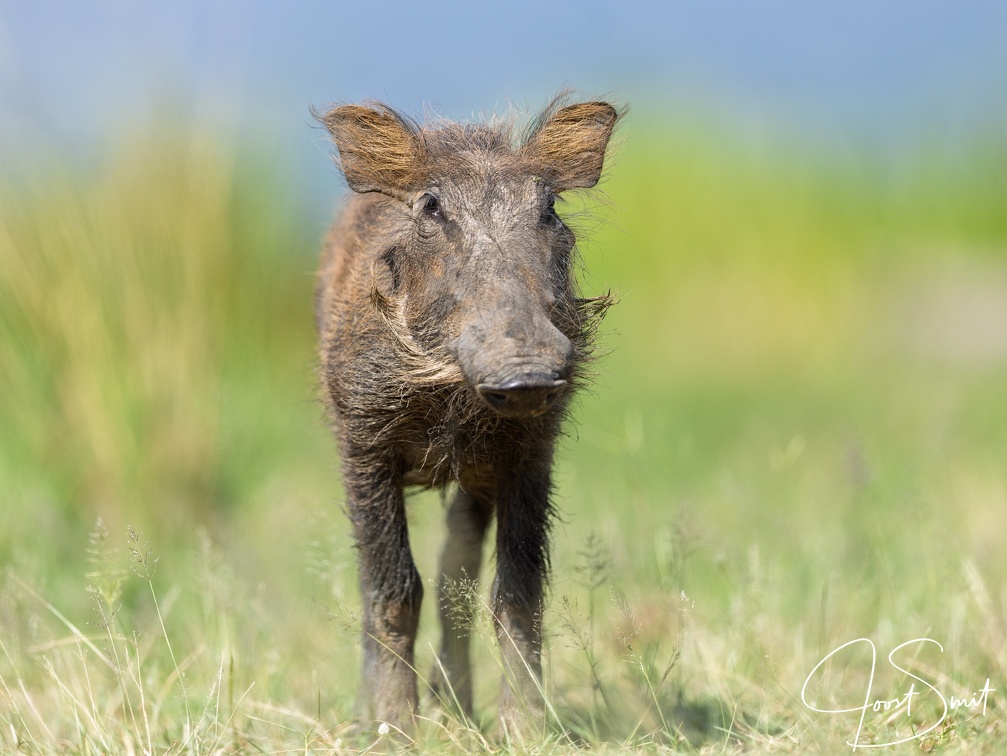 Warthog