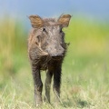 Warthog