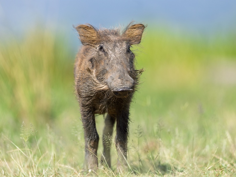 Warthog