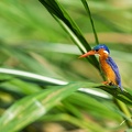 Malachite Kingfisher