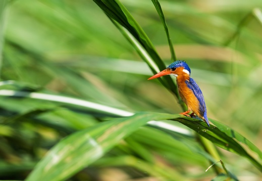 Malachite Kingfisher
