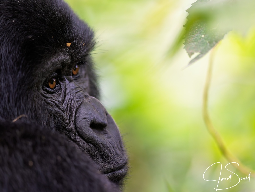 Close-up of a Mountain Gorilla