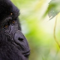 Close-up of a Mountain Gorilla