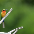 Red-throated Bee-eater