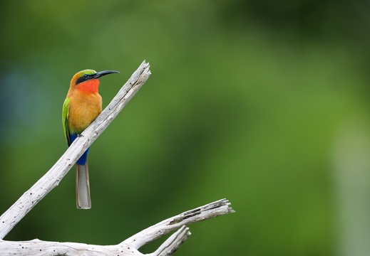Red-throated Bee-eater