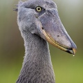 Close-up of a Shoebill