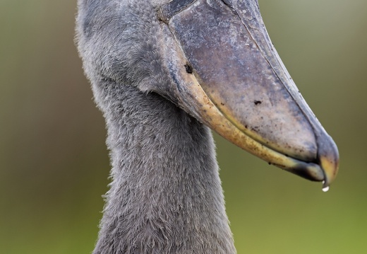Close-up of a Shoebill