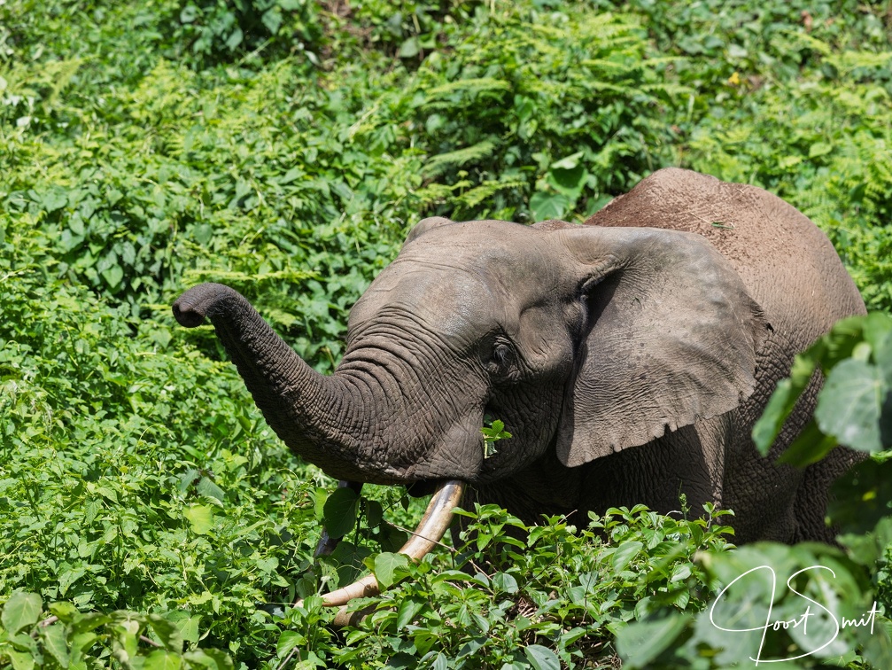 African Forest Elephant in Bwindi Impenetrable Forest
