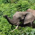 African Forest Elephant in Bwindi Impenetrable Forest